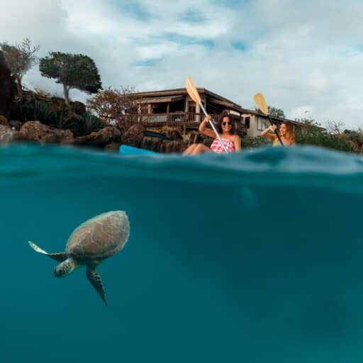 Two people in kayaks observe a turtle swimming in the water nearby.