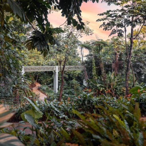 A serene jungle walkway illuminated by a vibrant sunset, with lush greenery framing the path.